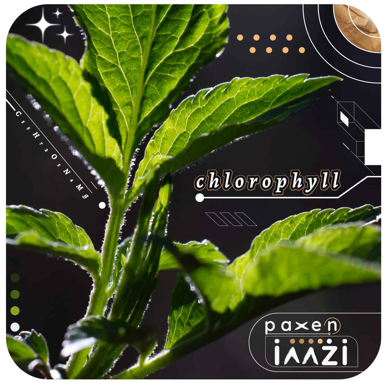 cover art for my song &quot;chlorophyll&quot;